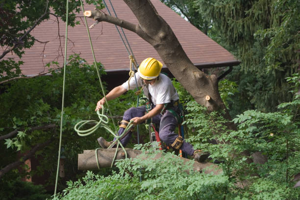 How Our Tree Care Process Works  in  Harrison, WI