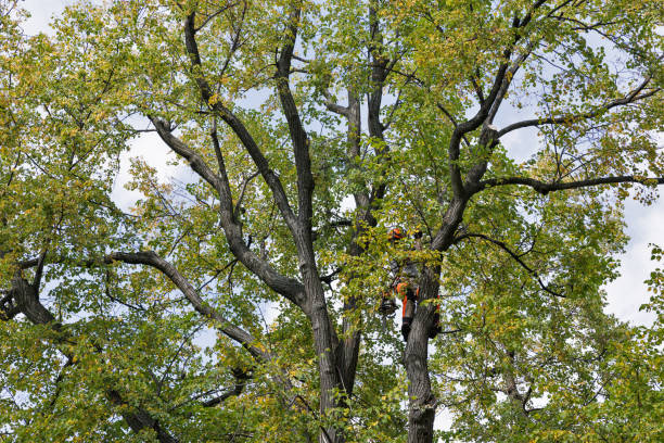 Best Hazardous Tree Removal  in Harrison, WI